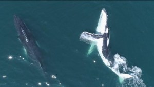 Un curioso cetáceo sigue un kayak mientras Australia se deleita