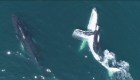 Ballenas combaten el estrés y se relajan en el mar de Australia
