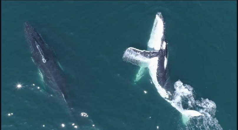 Ballenas combaten el estrés y se relajan en el mar australiano