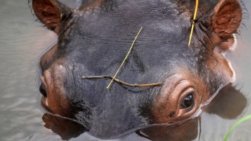 Un hipopótamo en el Parque Temático Hacienda Nápoles, en el municipio de Puerto Triunfo, departamento de Antioquia, Colombia, el 25 de agosto de 2011. La Hacienda Nápoles fue obra inicialmente de Pablo Escobar. (Crédito: RAUL ARBOLEDA/AFP vía Getty Images)