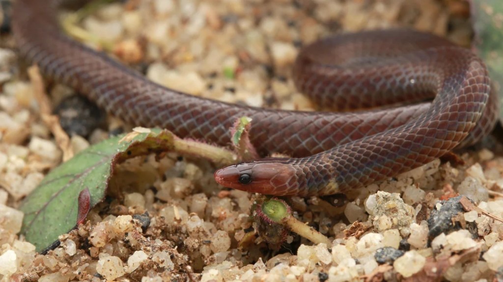 La pequeña y nocturna serpiente de caña enana fue grabada en video por researchers "repetidamente lanzando las espirales de su cuerpo al aire y rodando por pendientes".  (Crédito: Eng Wah Teo/Alamy Stock Photo)