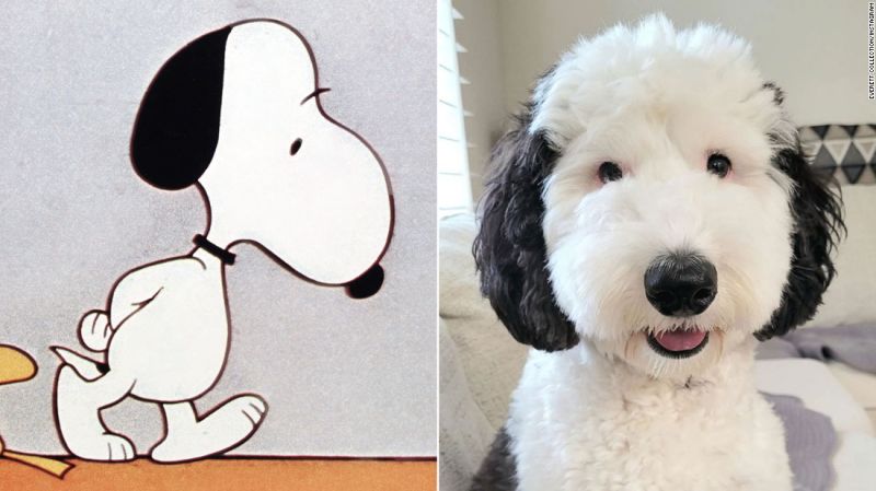  Snoopy es real! Conoce a Bayley, la doble del perro de dibujos animados