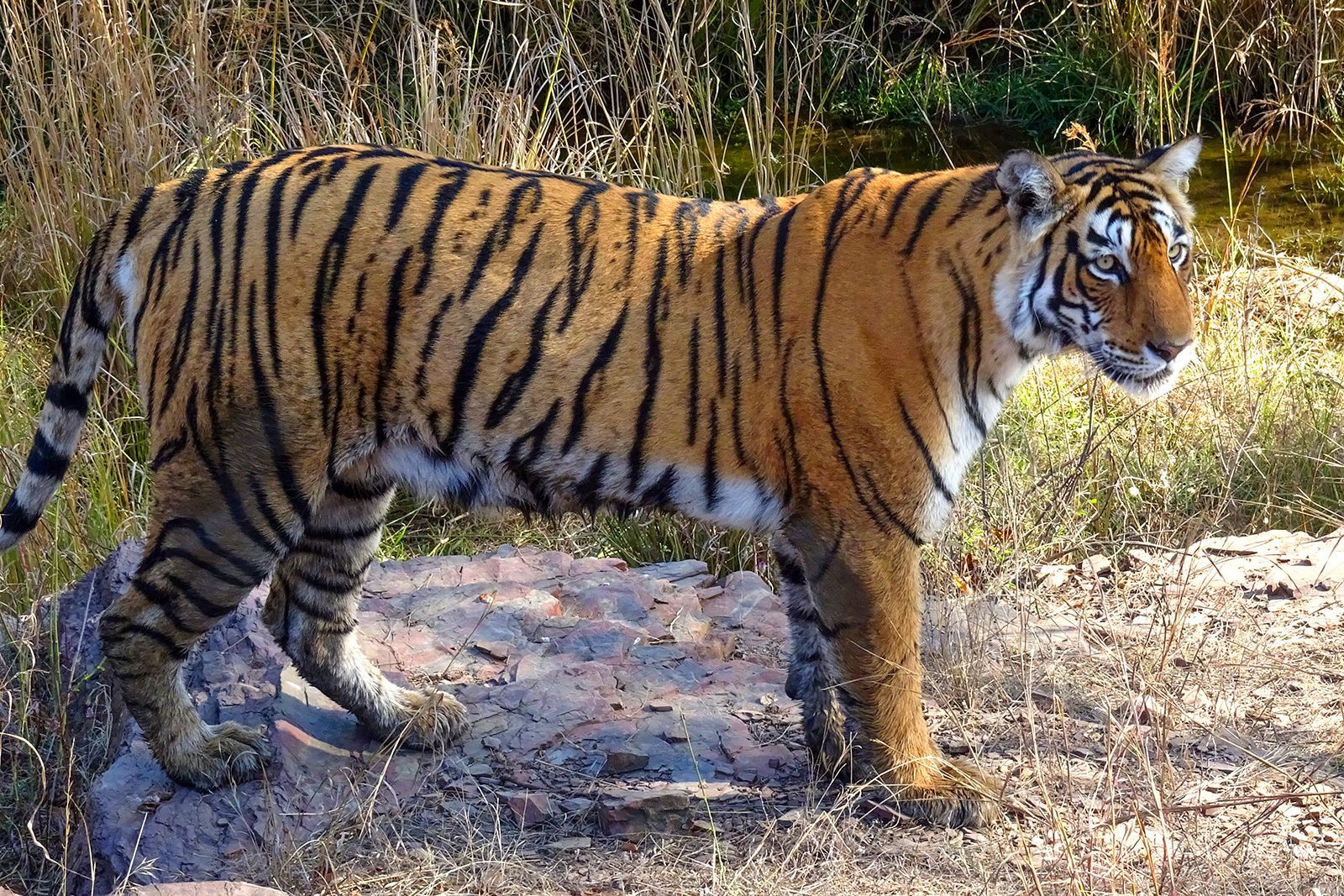 tigre indio