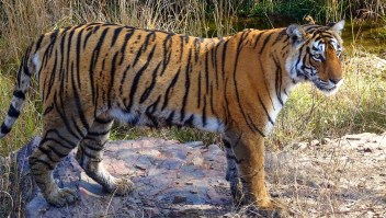 Tigre India