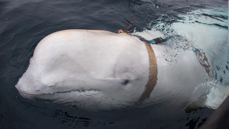 Supuesta ballena 'espía' rusa ahora en aguas suecas