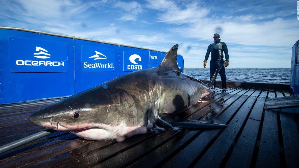 Huge shark spotted in South Carolina waters