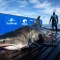 Enorme tiburón detectado en aguas de Carolina del Sur