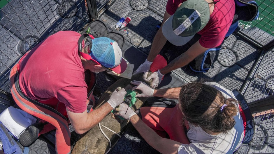 Un equipo de conservación en Patagonia Azul, provincia argentina de Chubut, marcando a un lobo marino con un dispositivo con conexión satelital. Foto: Maike Friedrich/Rewilding Argentina