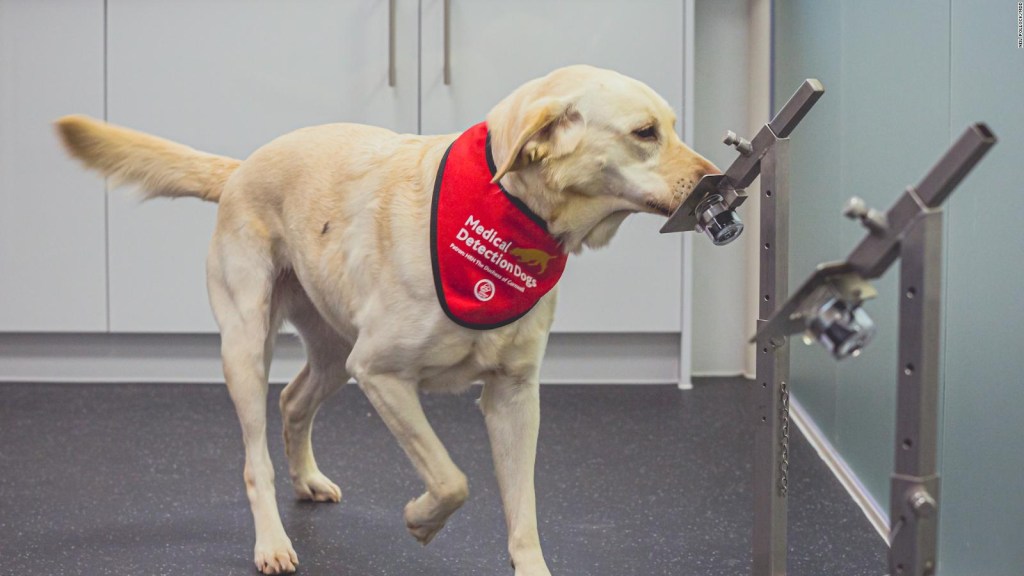 Programa piloto de perros detectores de covid-19 est un exito en California, dicen autoridades