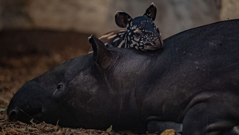 Nessa, una cría de tapir malayo nacida en noviembre de 2022, descansa la cabeza sobre su adormilada madre. La especie, originaria del sudeste asiático, está en peligro de extinción debido a la deforestación y la caza. El zoo de Chester afirma que el reciente nacimiento contribuirá a garantizar una red de seguridad de la población de tapires malayos, protegiéndolos de la extinción.