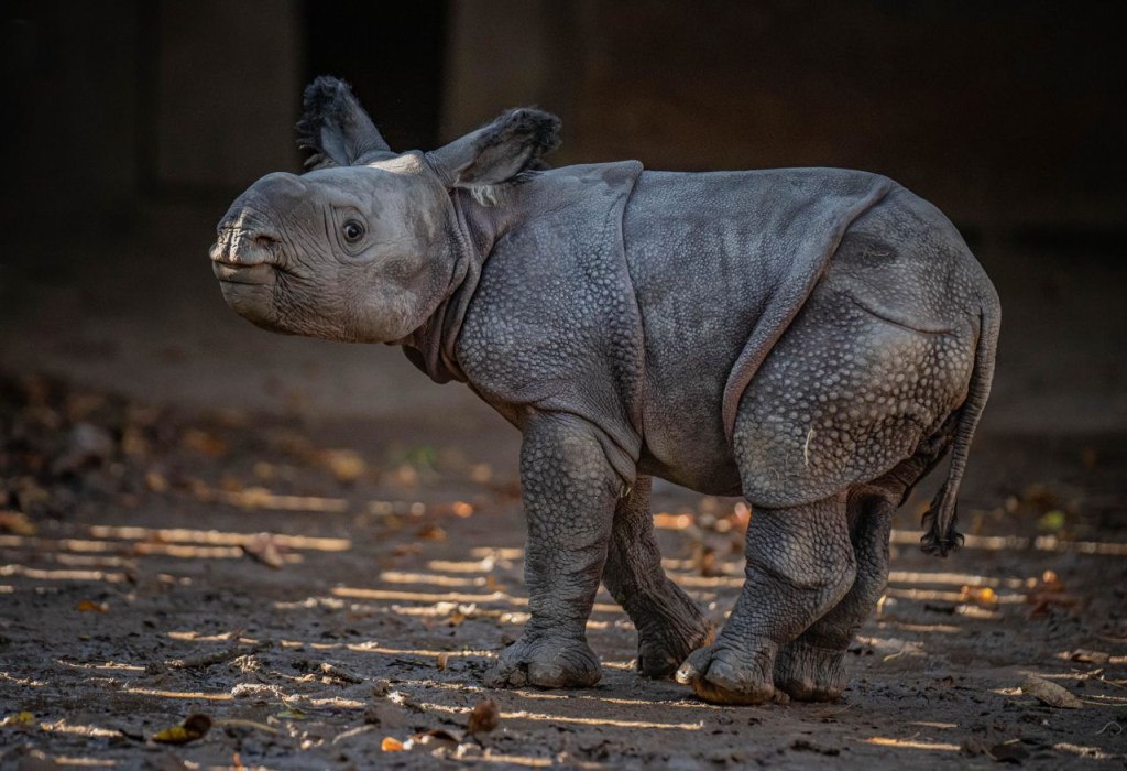 Una cría de rinoceronte de un cuerno (también conocida como rinoceronte indio) que pesaba 50 kg nació en el zoológico de Chester el año pasado.  Esta especie, cuyas poblaciones se encuentran en India y Nepal, es vulnerable a la extinción, aunque gracias a los esfuerzos de conservación y áreas protegidas se ha recuperado de números muy bajos en el siglo XX.