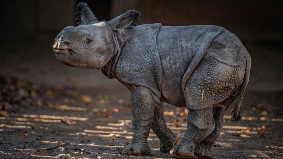 El año pasado nació en el zoo de Chester una cría hembra de rinoceronte de un cuerno (también conocido como rinoceronte indio) que pesó 50 kilos. Esta especie, cuyas poblaciones se encuentran en la India y Nepal, es vulnerable a la extinción, aunque gracias a los esfuerzos de conservación y a las zonas protegidas se ha recuperado de cifras muy bajas en la década de 1900.