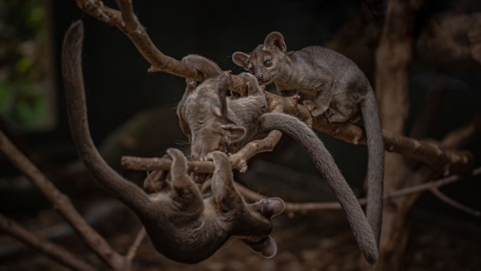 Las trillizas de fossa, de siete meses de edad, juegan en el recinto de Madagascar del zoo de Chester. Los fossas son el principal depredador en su hábitat natural, pero están muy amenazados por la pérdida de hábitat. (Crédito: Zoológico de Chester)