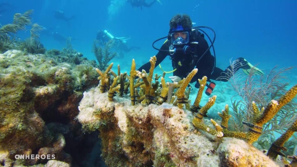 Buzos ayudan a Héroe of CNN has restored arrecifes in Florida
