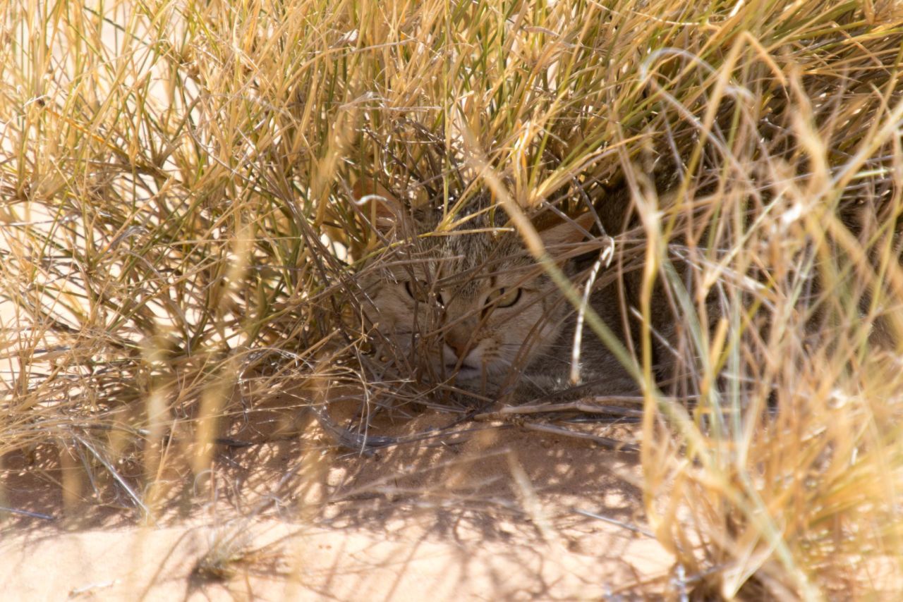 gato desierto arena
