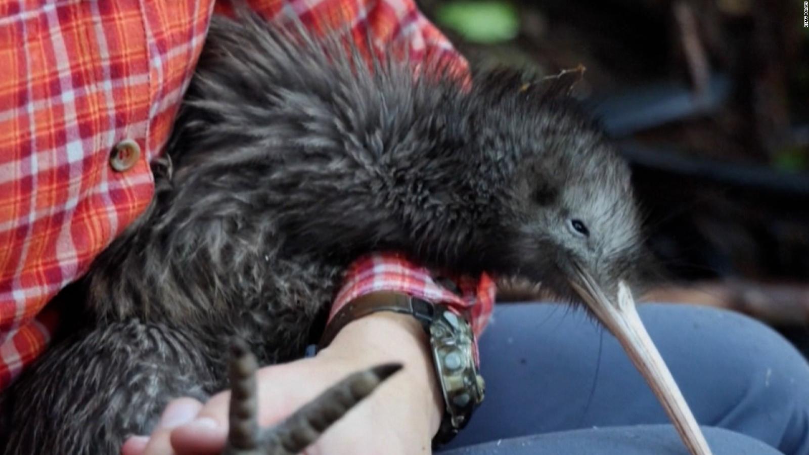 New Zealand has stepped up efforts to save its flightless national bird, the kiwi  Video