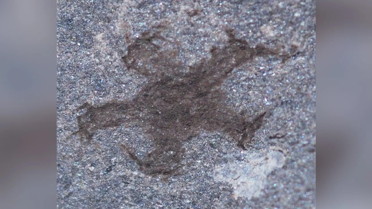 fósiles gales estrella mar