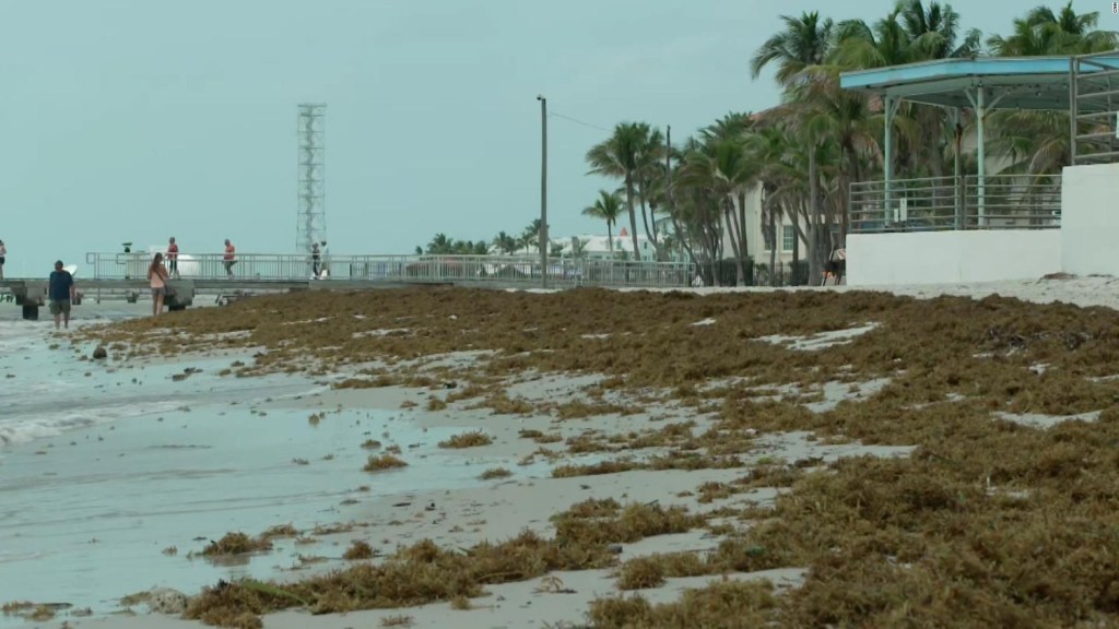 Lo que debes saber subre el sargazo en las playas de Miami