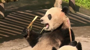 Mira cómo una familia de pandas se sienta a comer