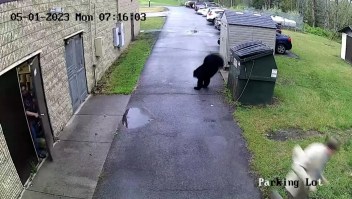 Un oso asusta al director de una escuela primaria