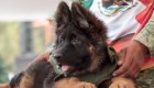 Este es "Arkadaş", el perro de rescate que Turquía donó a México