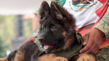 Este es "Arkadaş", el perro de rescate que Turquía donó a México