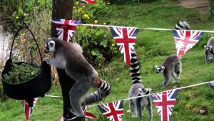 Mira cómo decoraron los zoológicos para la coronación del rey Carlos