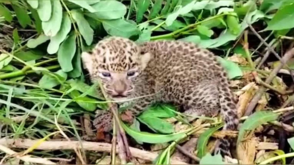 Rescatan a leopardo bebé en la India