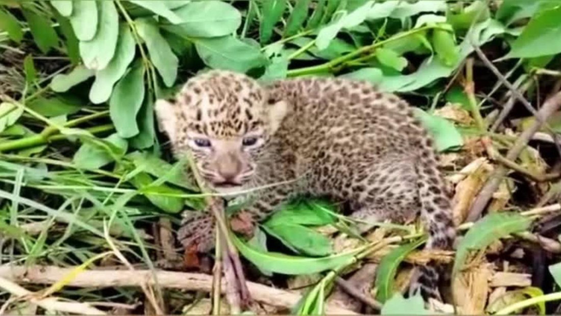 Rescatan a leopardo bebé en la India