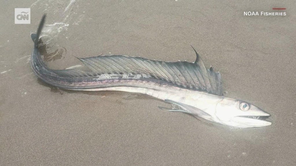 سر الأسماك ذات الأنياب التي تنجرف على شواطئ ولاية أوريغون