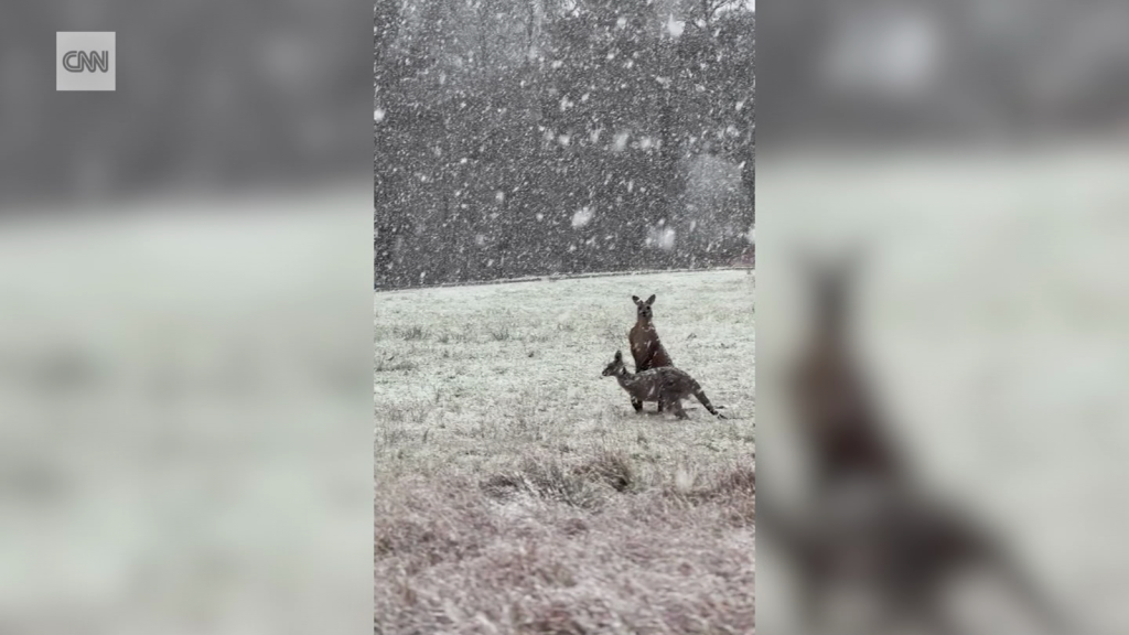 canguros saltan entre la nieve mientras a frente frio golpea australia