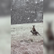 Canguros saltan entre la nieve mientras un frente frío golpea Australia