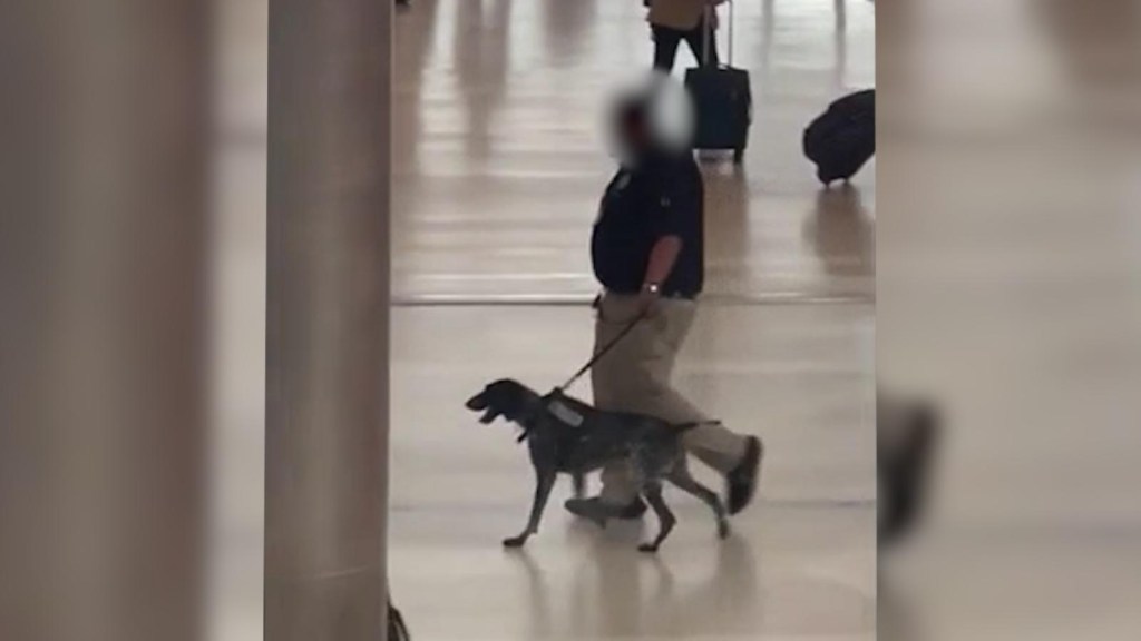 Tratamiento animal agresivo por parte de un agente de la TSA capturado en la habitación