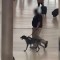 Trato agresivo de animal por un agente de TSA es captado en cámara