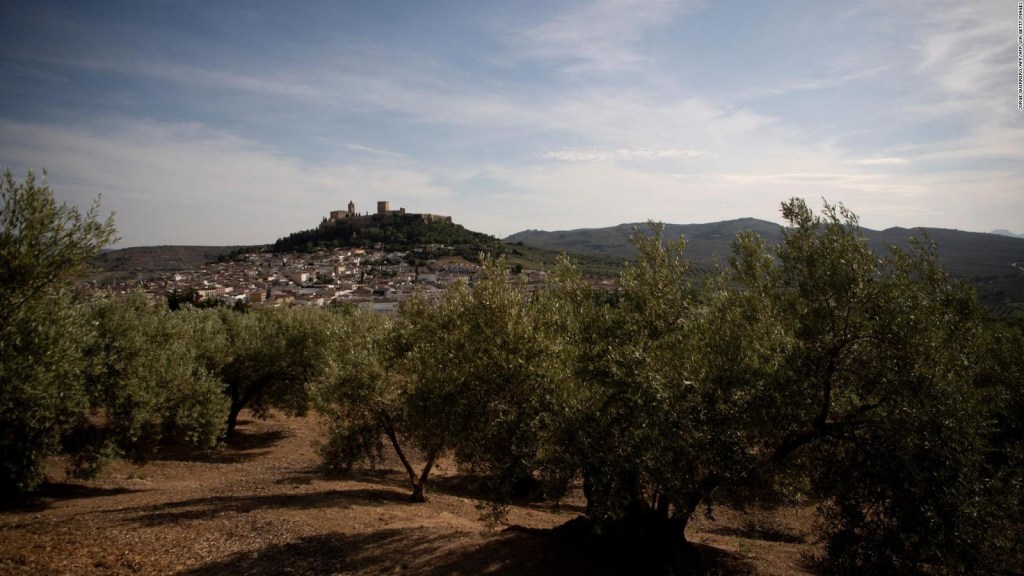 El impacto de la sequía en la producción de aceite de oliva en España