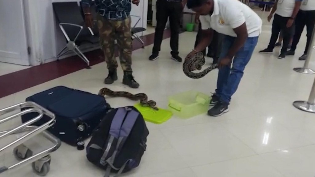 Lihatlah ular yang ditemukan di bagasi wanita di bandara di India