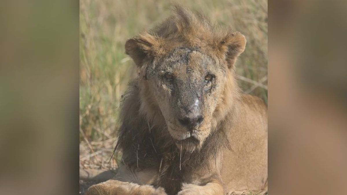 Uno de los leones más antiguos de África asesinado en Kenia, dicen los conservacionistas