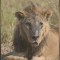 Asesinan en Kenya a uno de los leones más viejos de África, dicen los conservacionistas