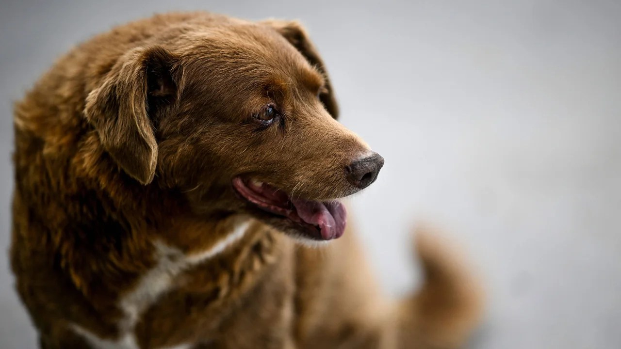 Bobi, o cachorro mais velho do mundo, completou 31 anos