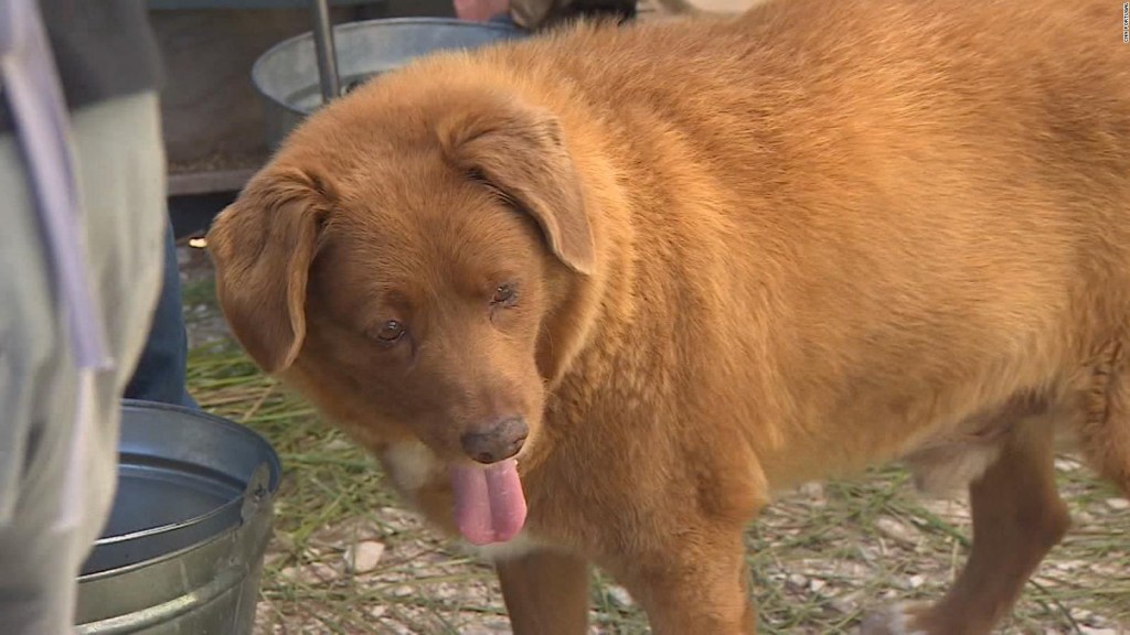 El perro más longevo del planeta celebra sus 31 años