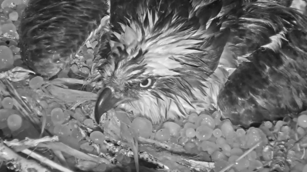 Parece que una mamá águila protege sus huevos de una ventisca con granizo