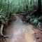 Así es la selva donde 4 niños desaparecieron tras accidente de avioneta