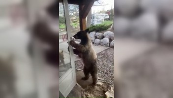 El momento en el que un oso abre la puerta de una casa