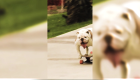 Un homenaje a Otto, el perro peruano patinador que impuso un récord Guinness