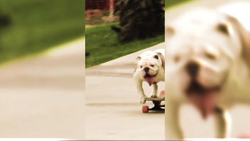 Un homenaje a Otto, el perro peruano patinador que impuso un récord Guinness