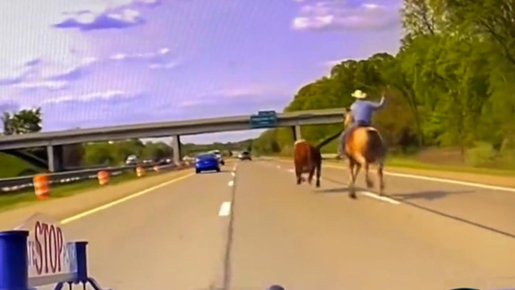 Una vaca desbocada corre a través del tráfico Una vaca desbocada corre a través del tráfico