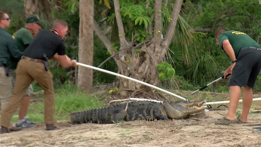 A young man survives an alligator attack but is left without an arm