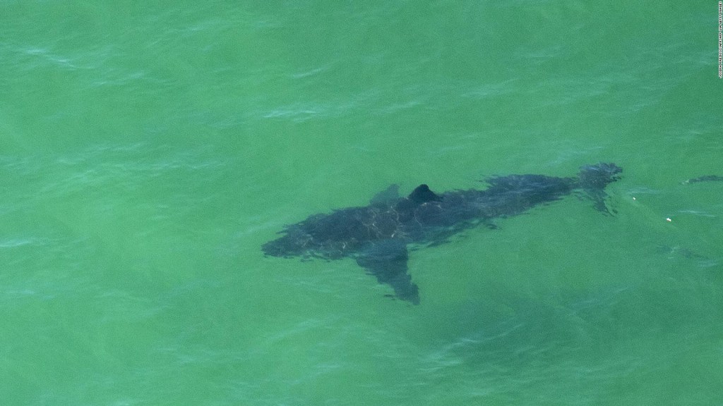 Los ataques de tiburones ponen en alerta a los funcionarios estadounidenses.
