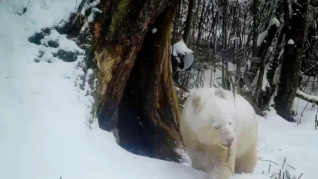 Mira a un panda completamente blanco caminar en una reserva en China