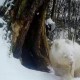 Mira pasear a un panda totalmente blanco en una reserva de China